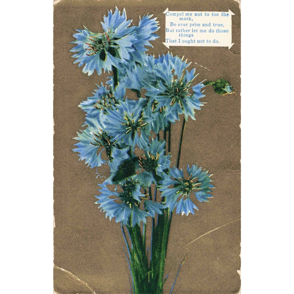 Antique Blue Cornflower Poem Postcard 1912 Berlin Center OH Divided Back Posted